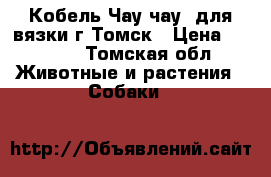 Кобель Чау-чау  для вязки г.Томск › Цена ­ 1 000 - Томская обл. Животные и растения » Собаки   